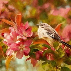 Sparrow In The Apple Tree